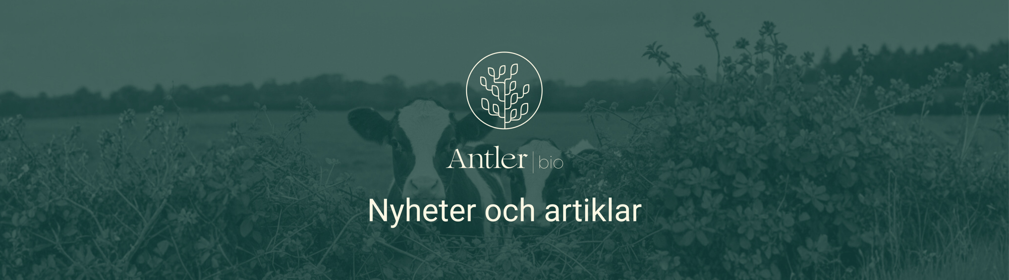 news title Swe